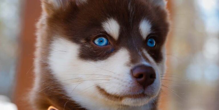 Huskies-with-blue-eyes